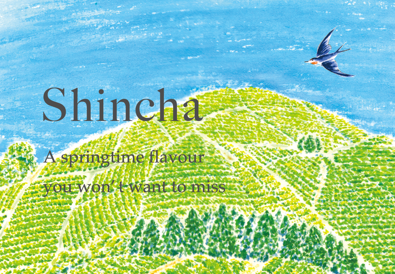 Shincha 2022 is Here!